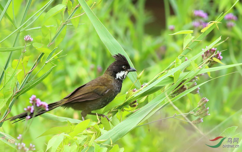 Y-eastern whipbird_���˺�_����.jpg