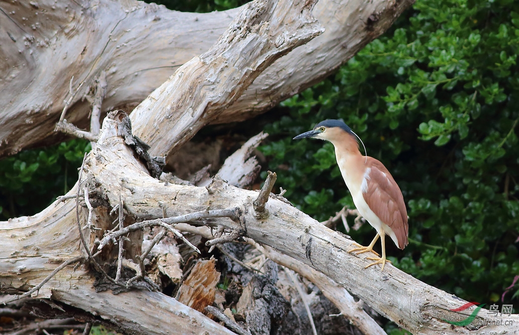 Y-nankeen night heron1_���˺�_����.jpg