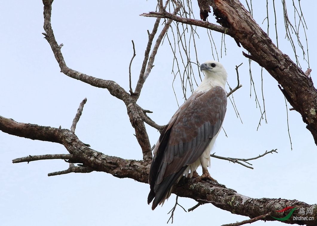 Y-white-bellied sea-eagle_���˺�_����.jpg