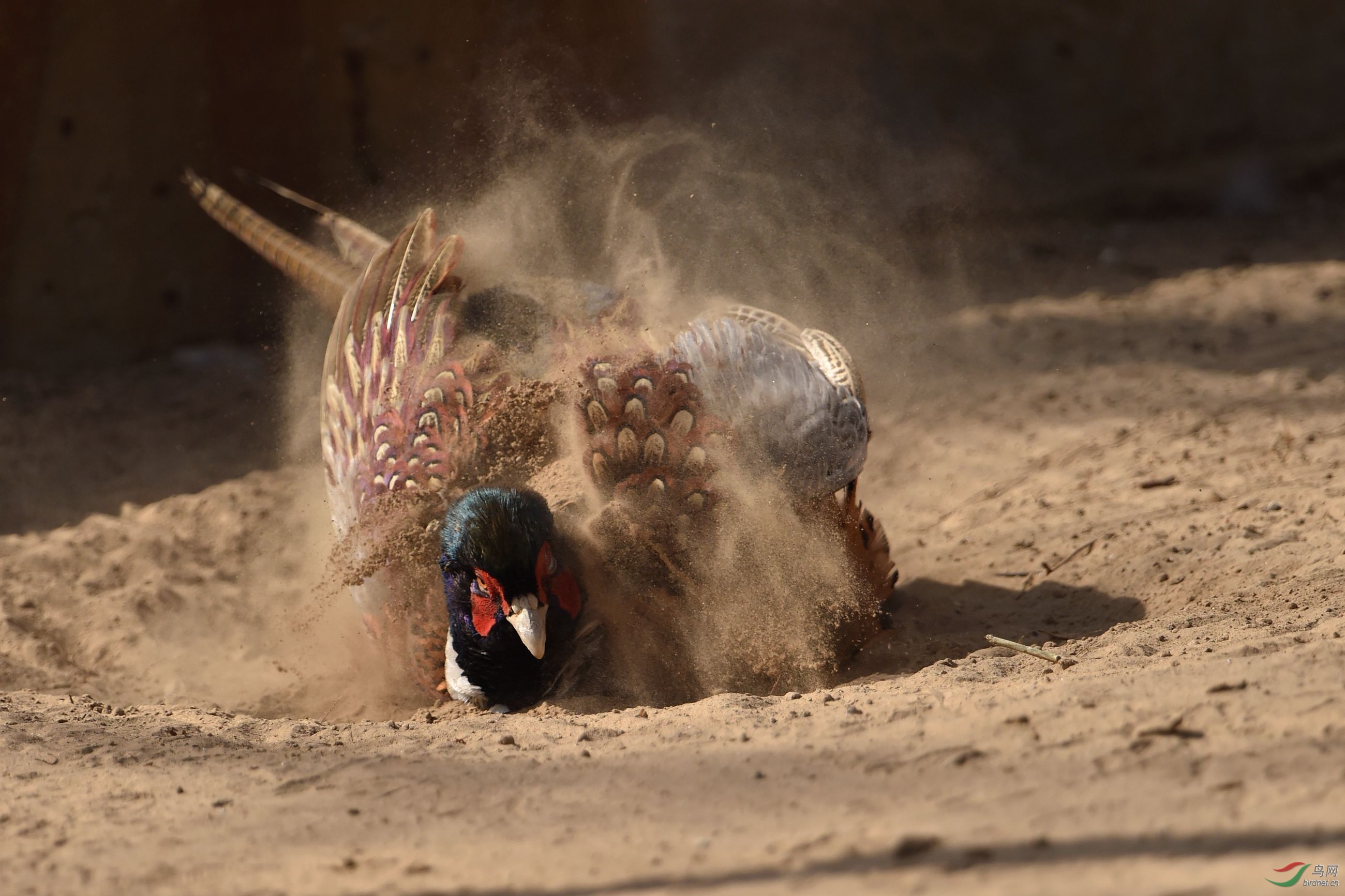 沙浴后我才漂亮