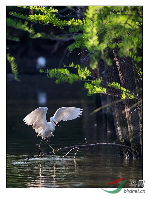 林中倩影常熟尚湖水上森林候鸟成留鸟