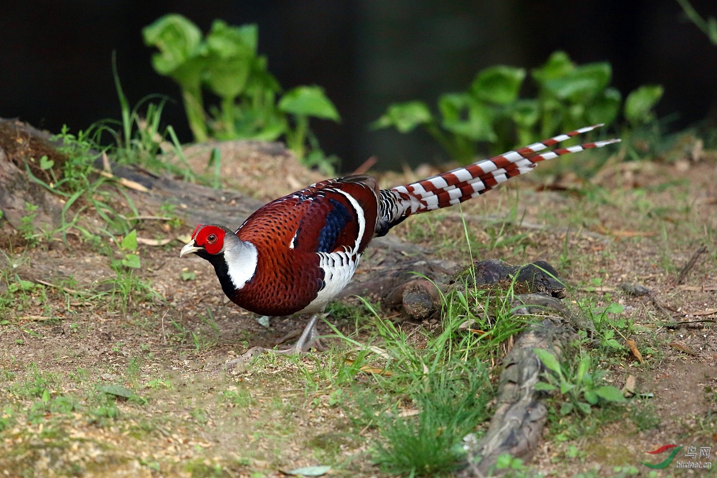 (白颈长尾雉 )白颈长尾雉