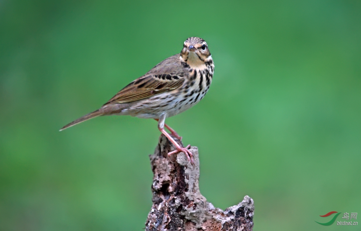 树缪登台 - 四川版 sichuan 鸟网