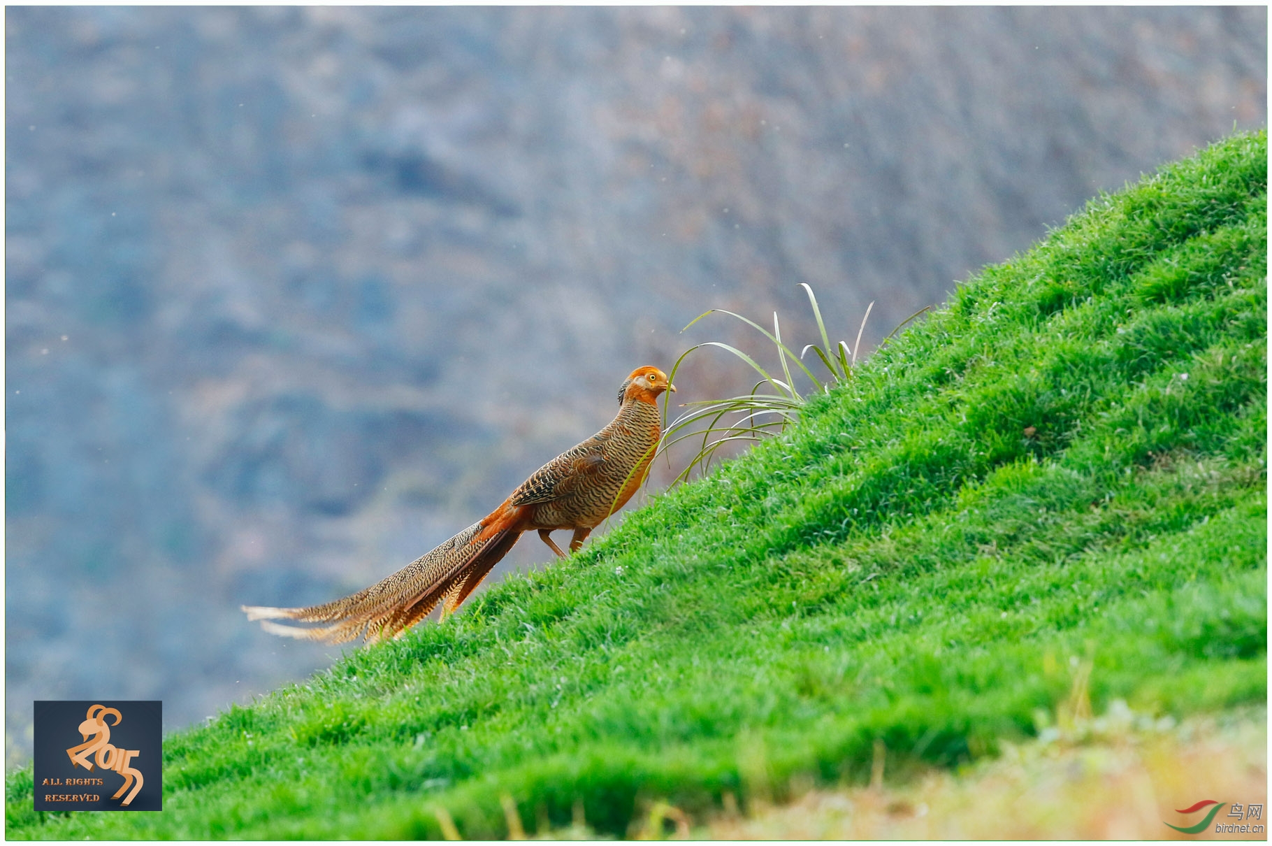 母鸡也精彩红腹锦鸡雌