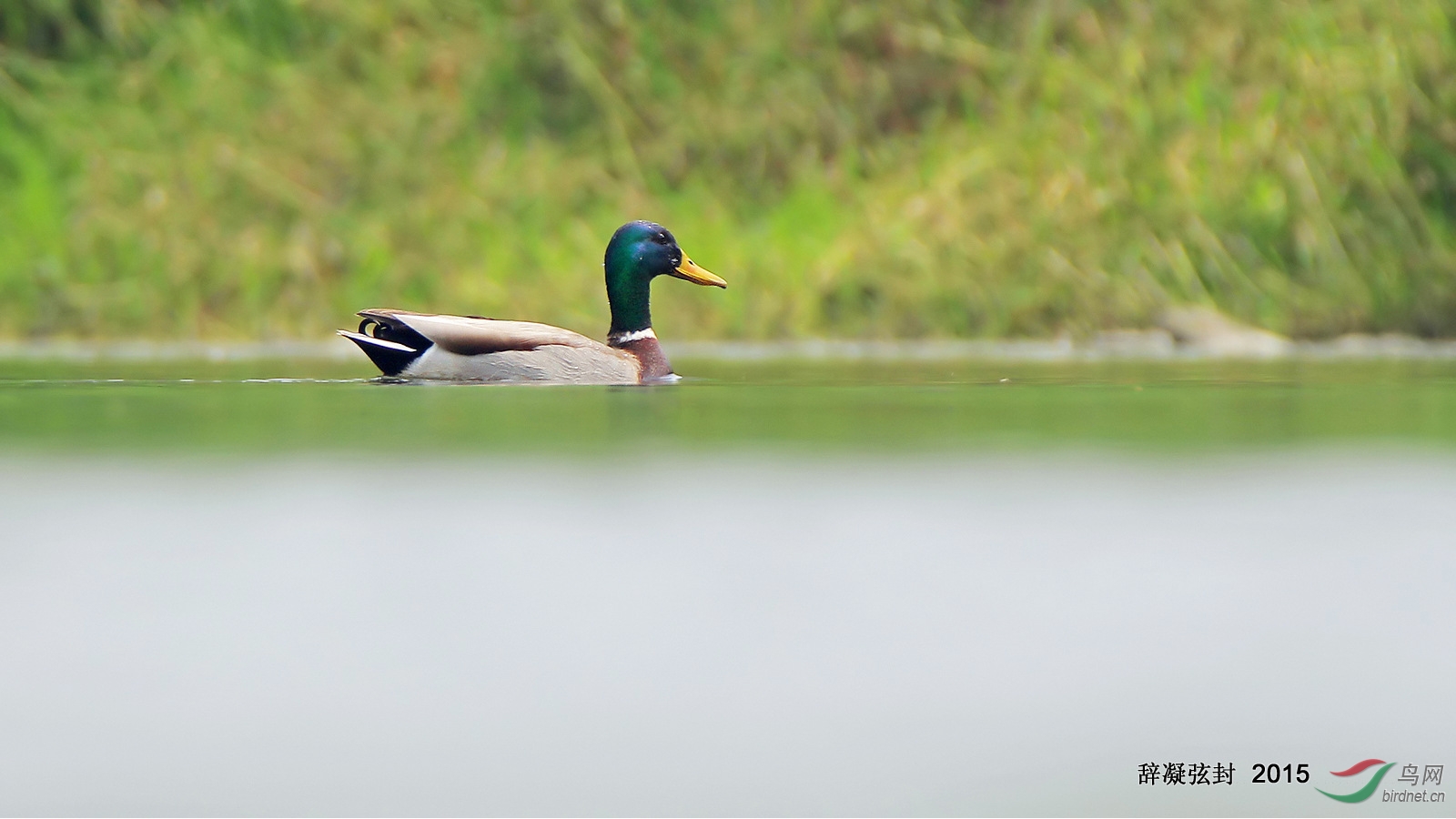 春岸几树翠,绿鸭一点碧----一只绿头鸭