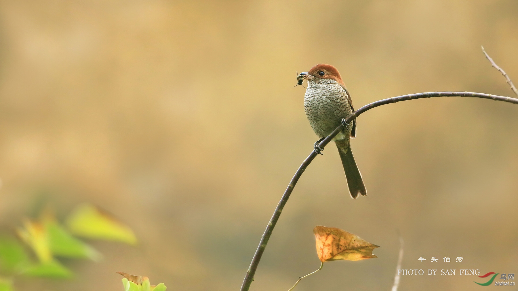 怎样抓蜜蜂 094103phht53b2enrehwhs.jpg