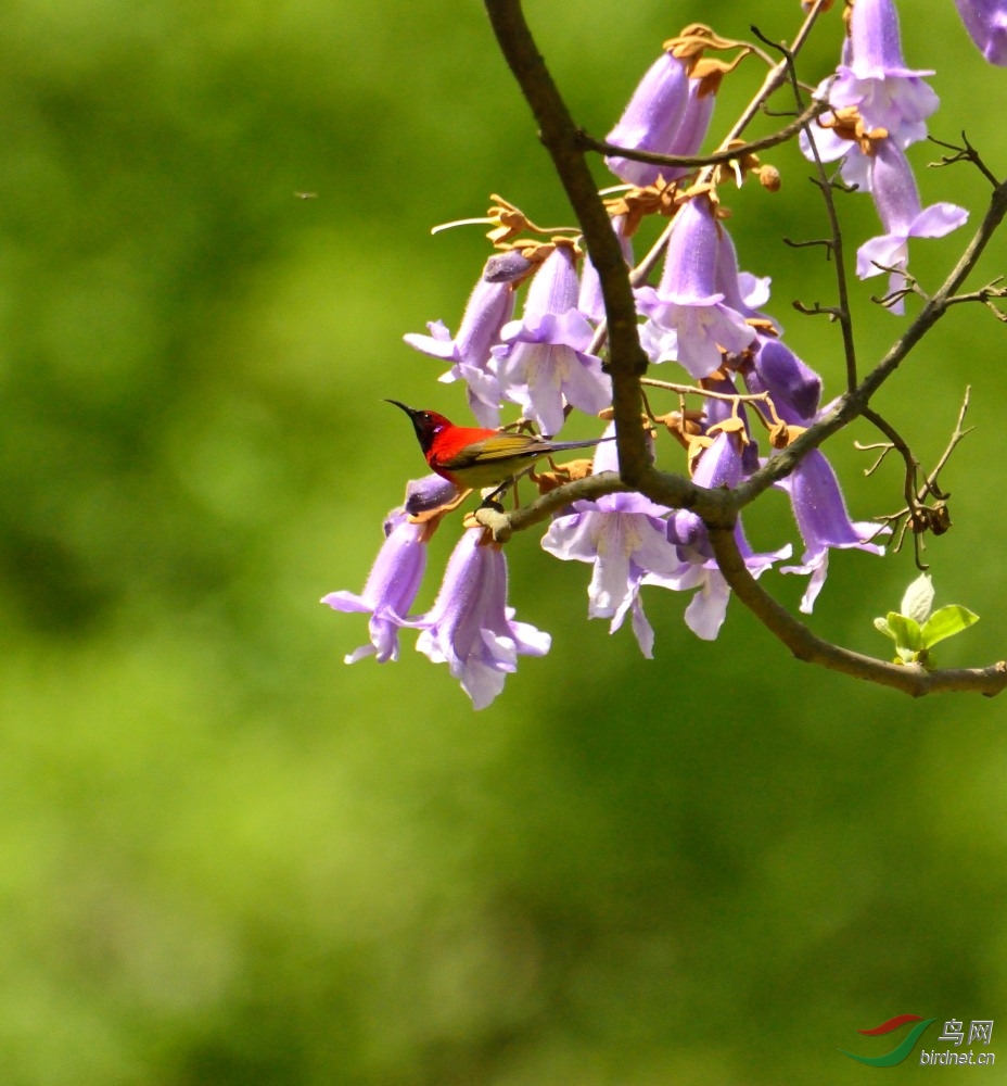 最美蓝喉太阳鸟-泡桐花初开.