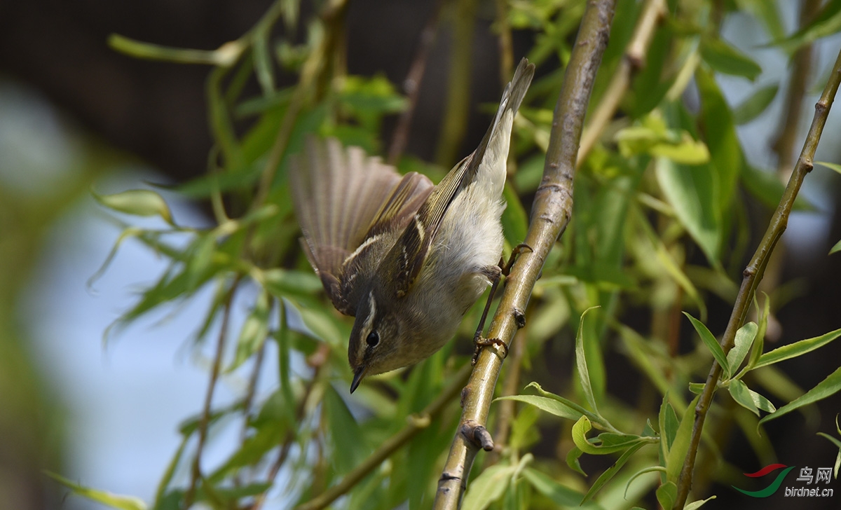 一组柳莺祝辽宁鸟友五一快乐