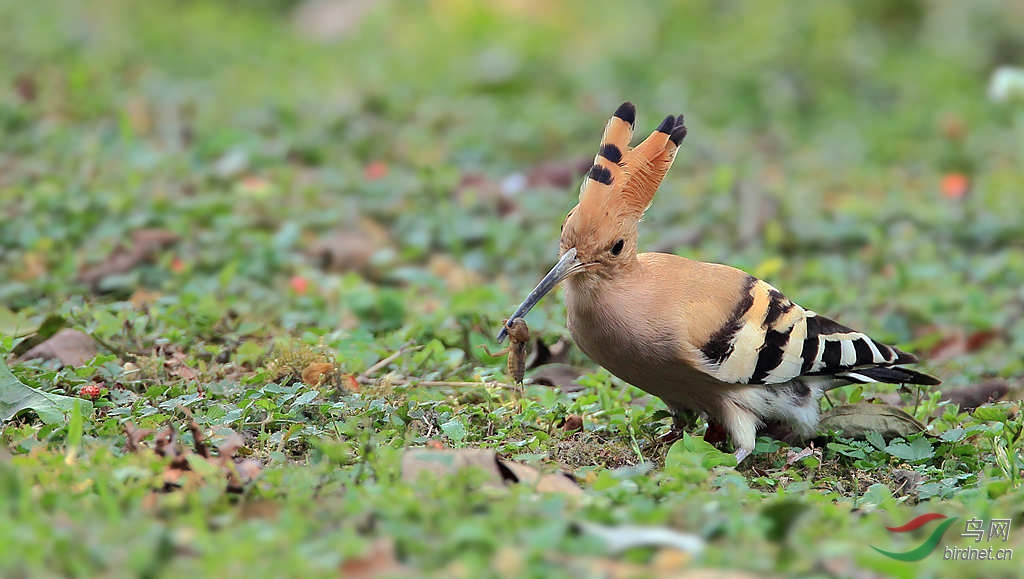 祝鸟网陕西兄弟版[五,一]节快乐!