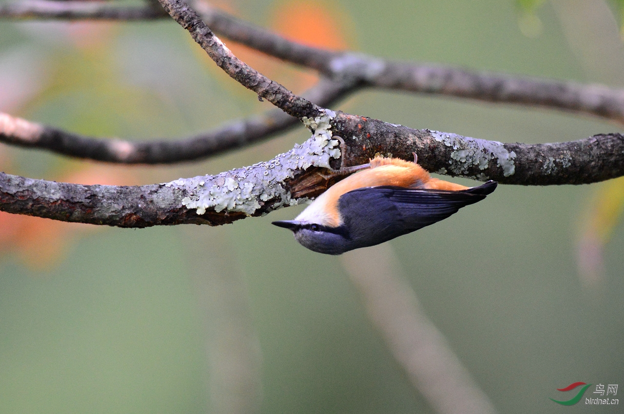 白尾䴓-五一节快乐!