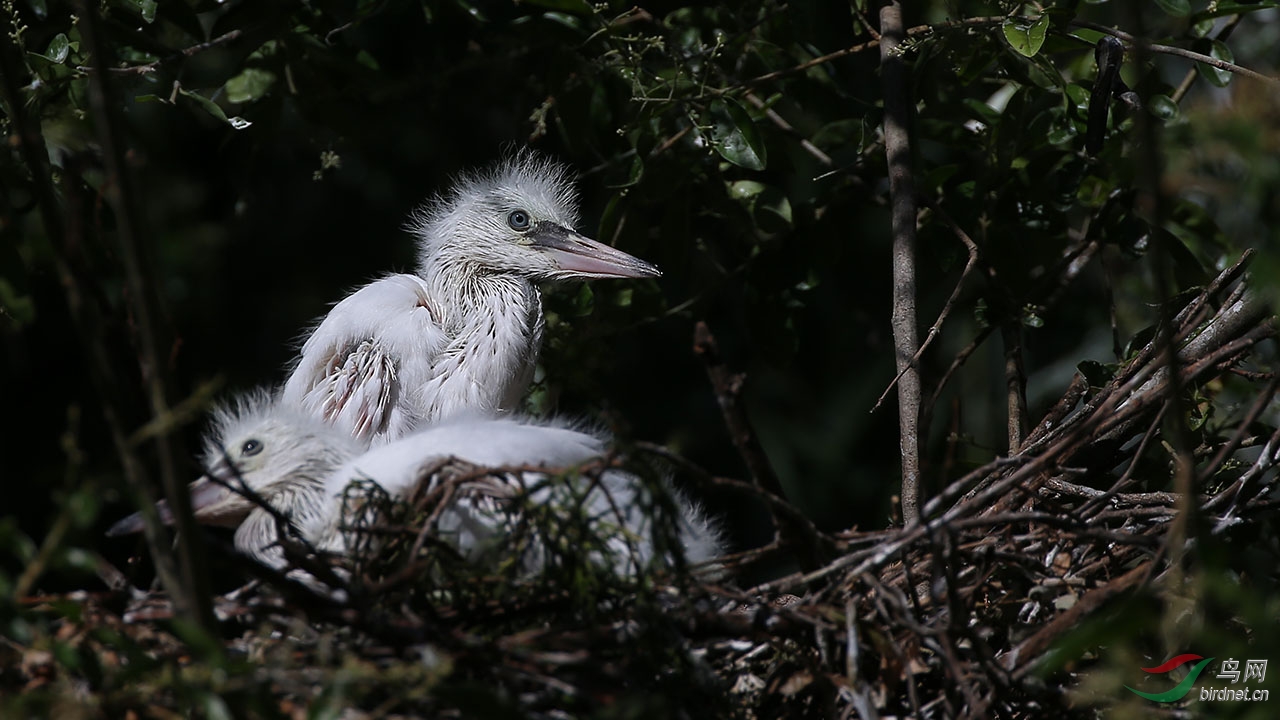 白鹭(三)——幼鸟