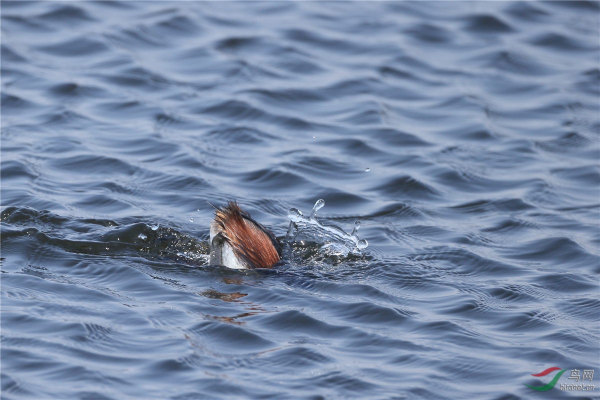 一组水鸟潜水镜头