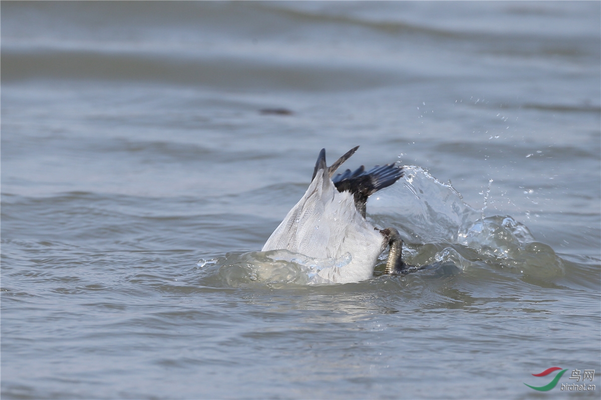 一组水鸟潜水镜头