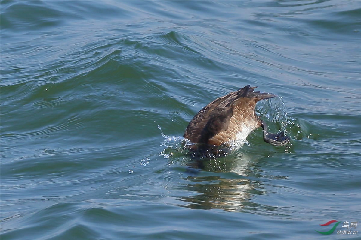 一组水鸟潜水镜头