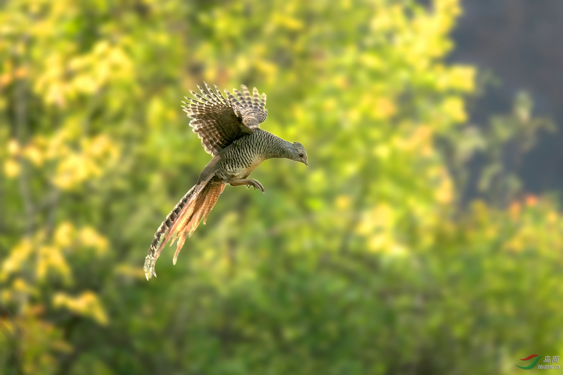 (红腹锦鸡)母鸡飞版也给力(p1鸟网首页精华)