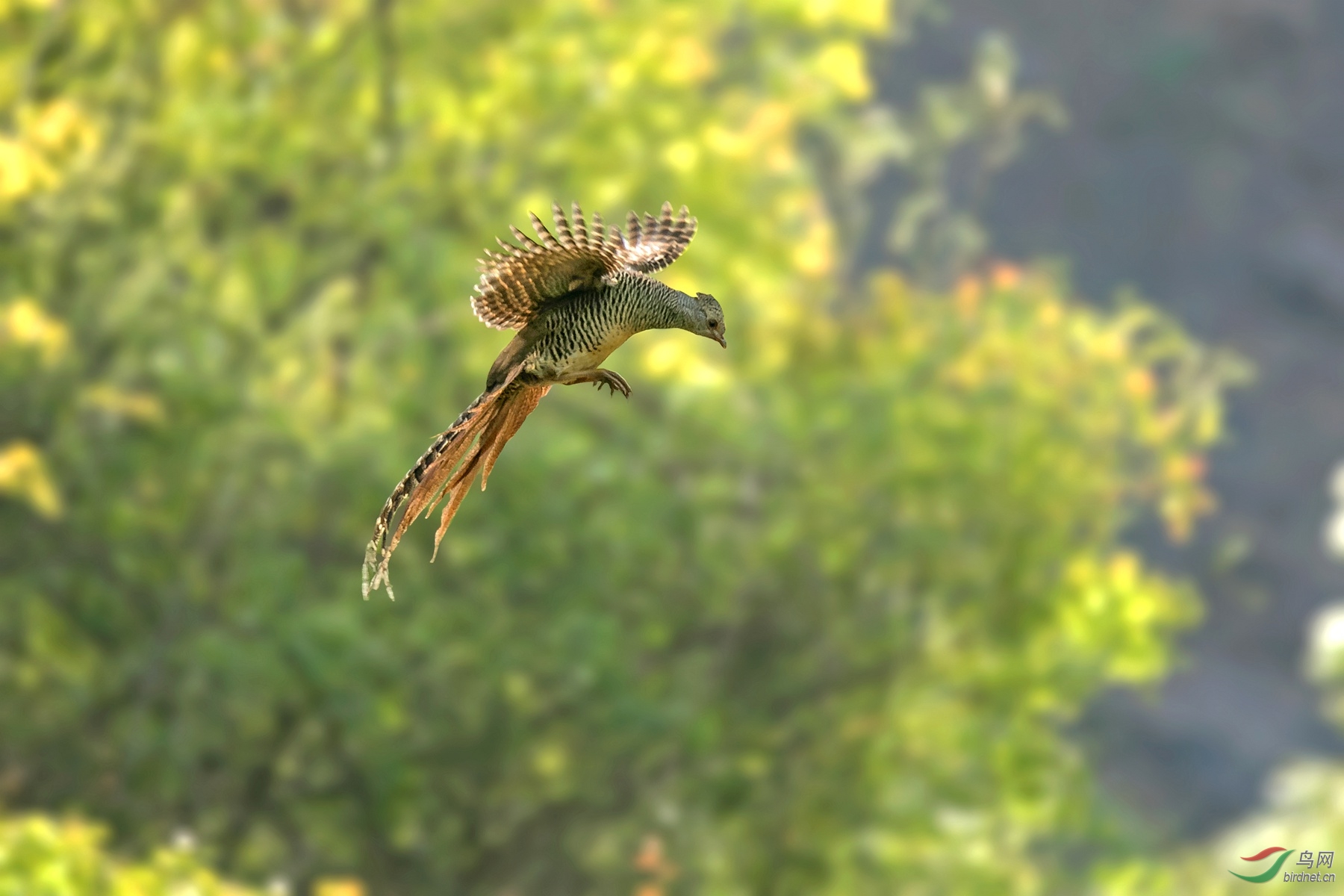 (红腹锦鸡)母鸡飞版也给力(p1鸟网首页精华)