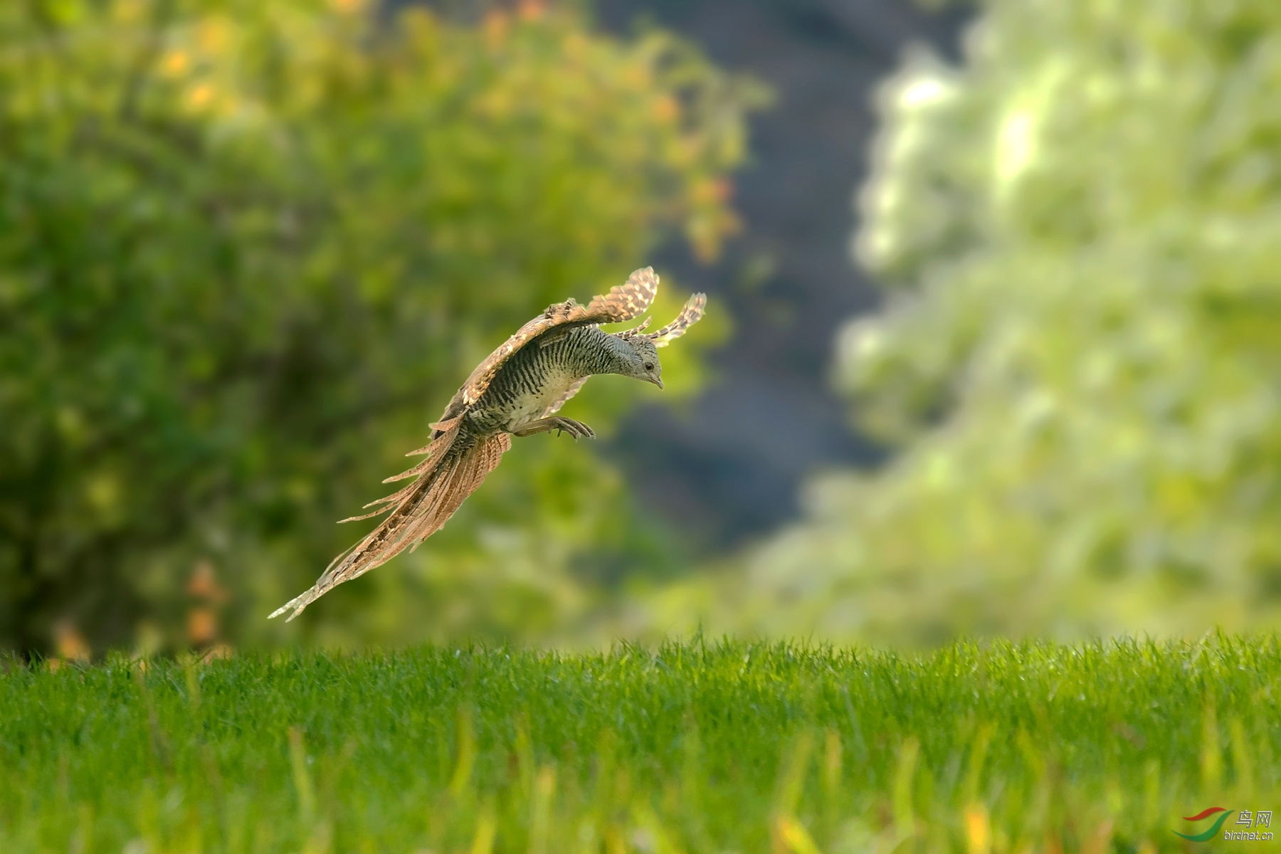 红腹锦鸡母鸡飞版也给力p1鸟网首页精华
