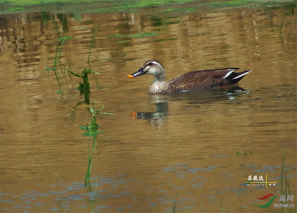 DSCF2551СС.jpg
