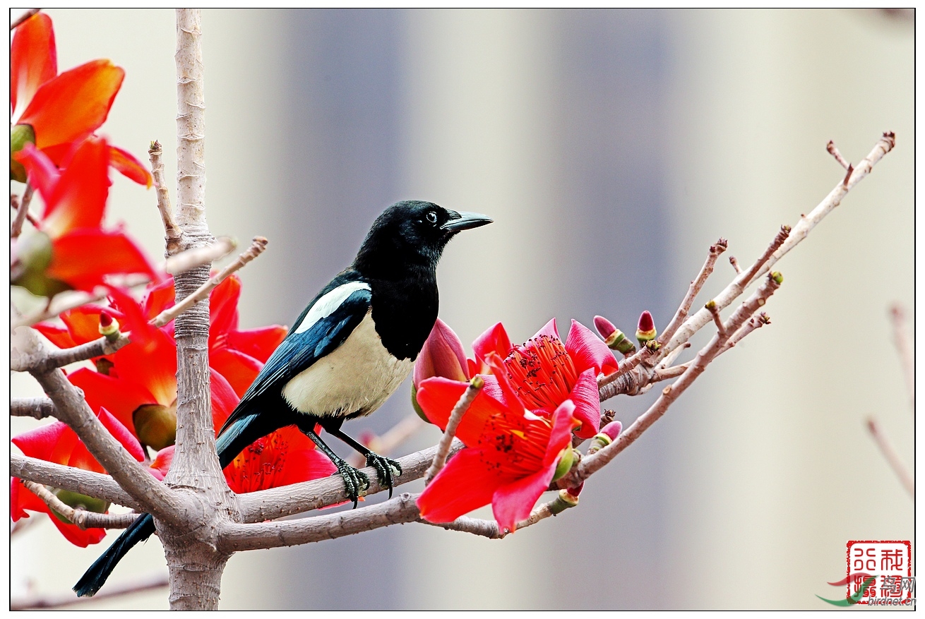 英雄树上一喜鹊