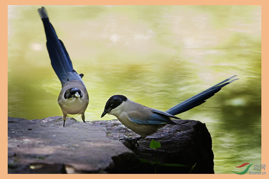 岩石上来了一对灰喜鹊
