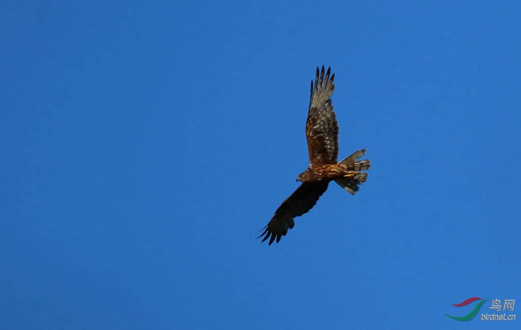 Y-australasian harrier_����_���˺�_����.jpg