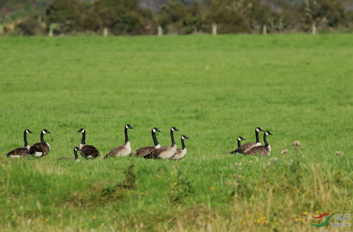 Y-canada goose_����_���˺�_����.jpg