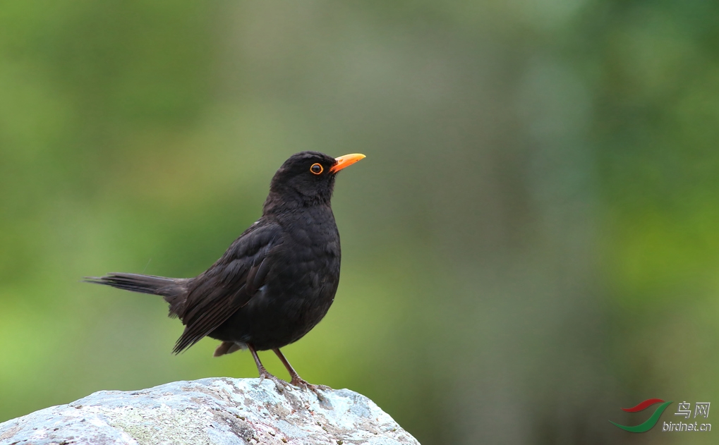 Y-black bird_����_���˺�_����.jpg