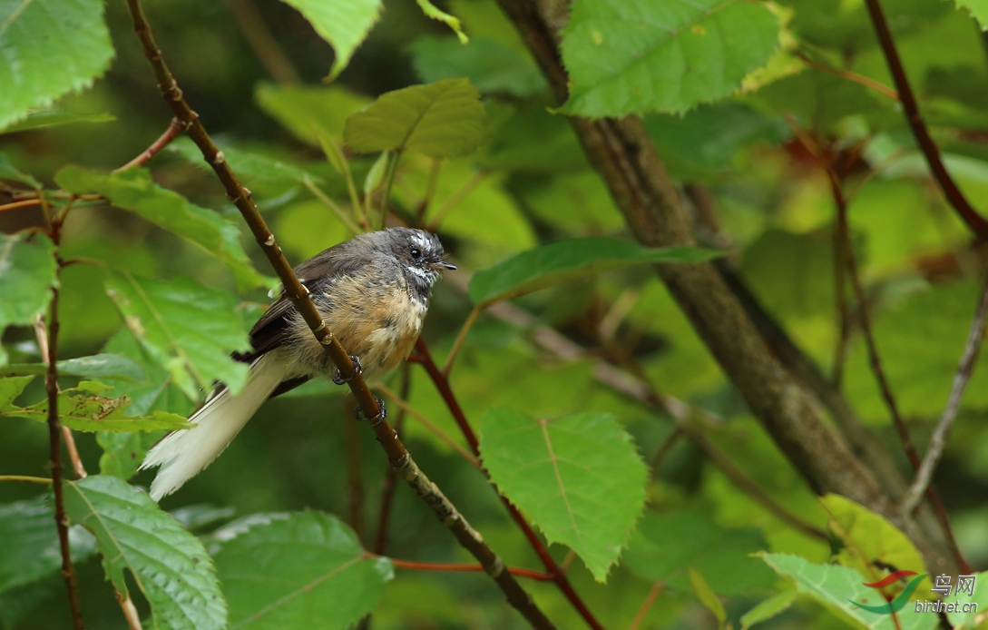 Y-fantail_����_���˺�_����.jpg