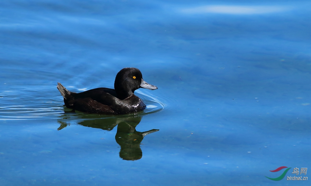 Y-new zealang scaup_����_���˺�_����.jpg