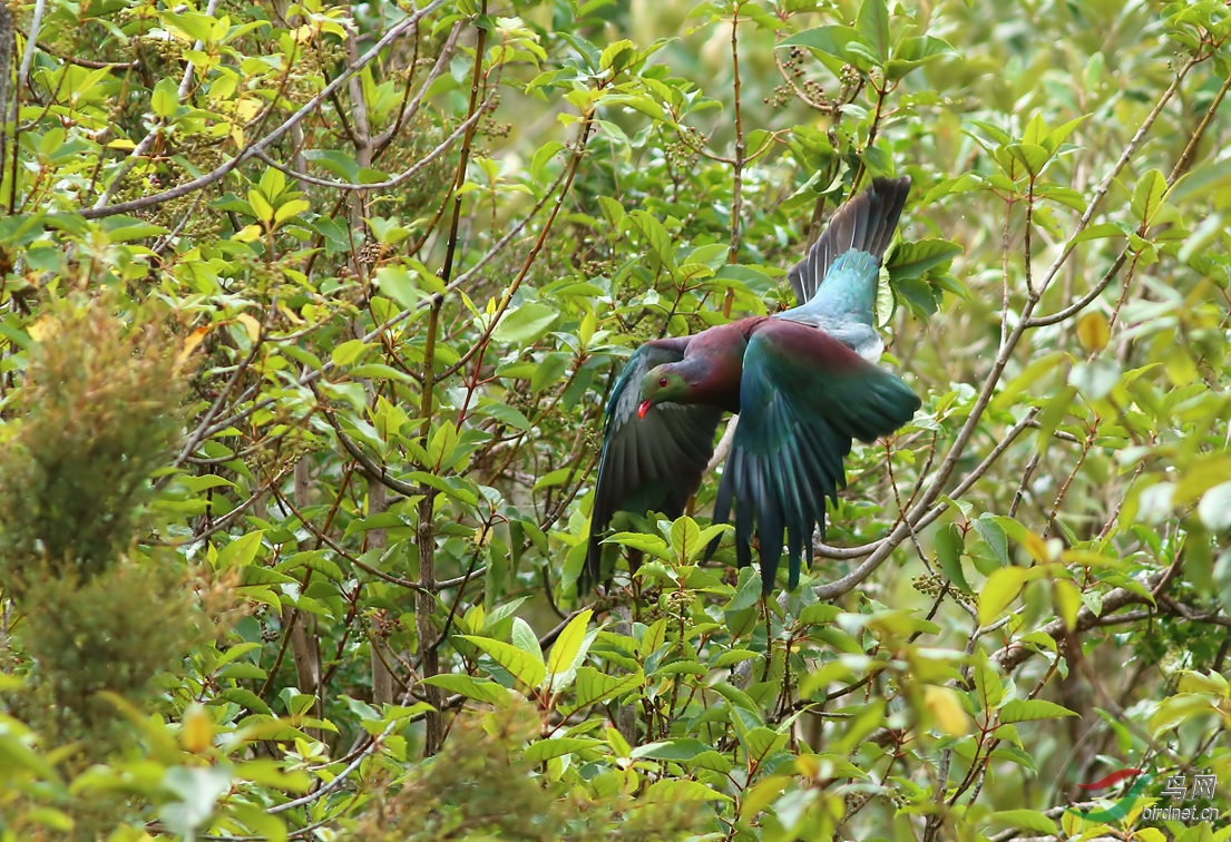 Y-NZ pigeon fly_����_���˺�_����.jpg