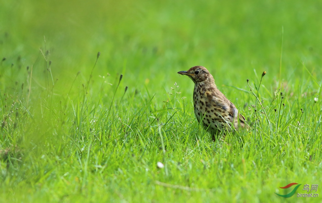 Y-song thrush_����_���˺�_����.jpg