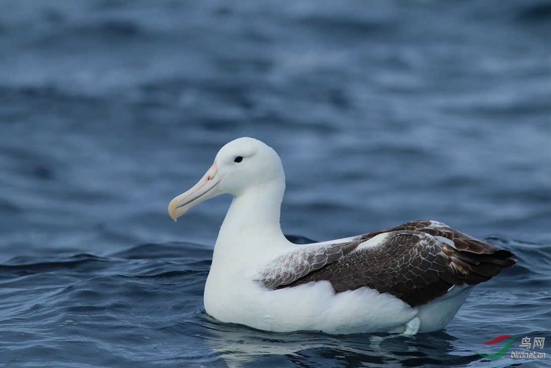 Y-southern royal albatross_����_���˺�_����.jpg