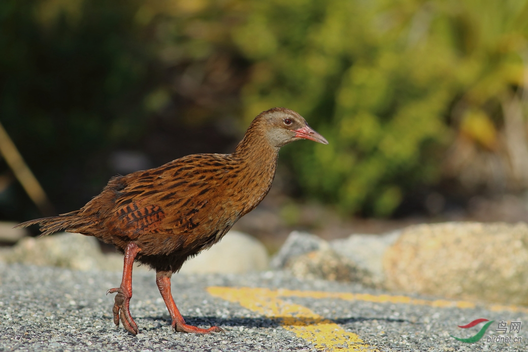 Y-weka_����_���˺�_����.jpg