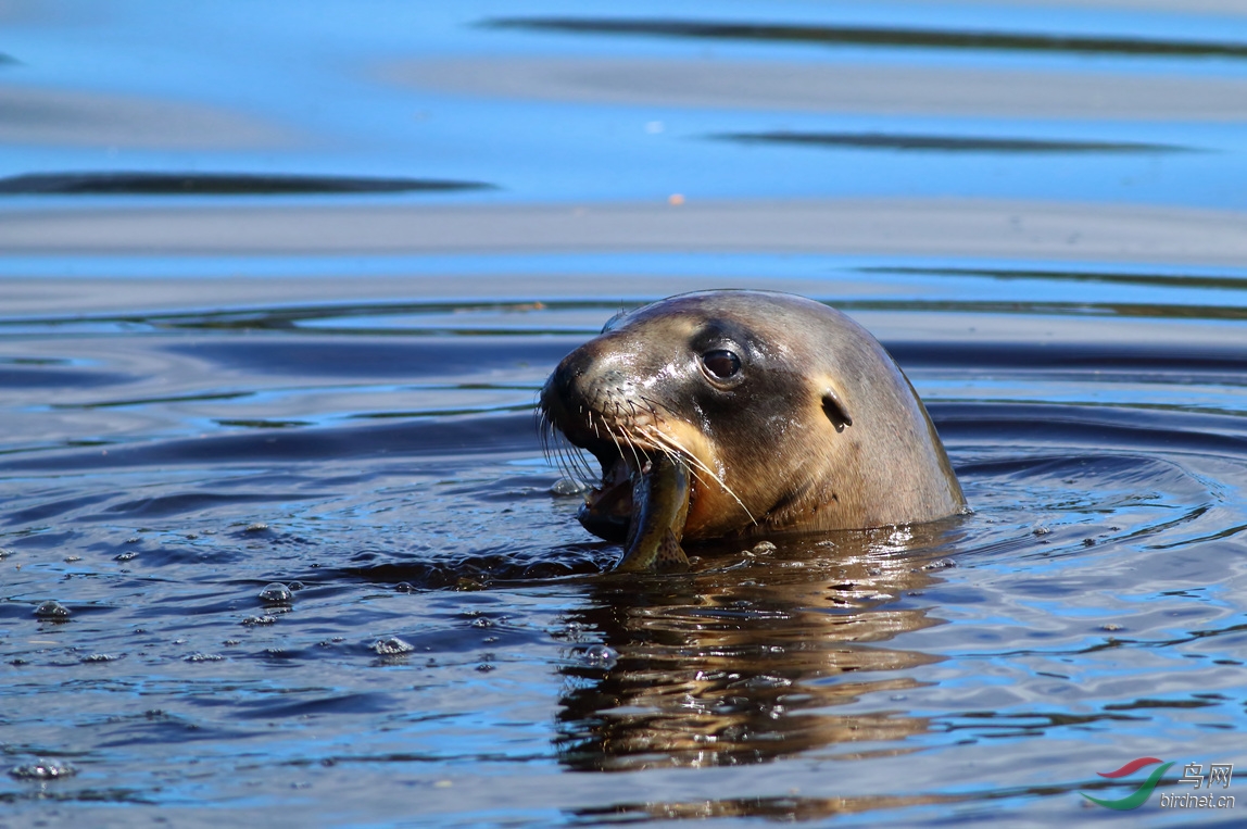 Y-seal eating_����_���˺�_����.jpg
