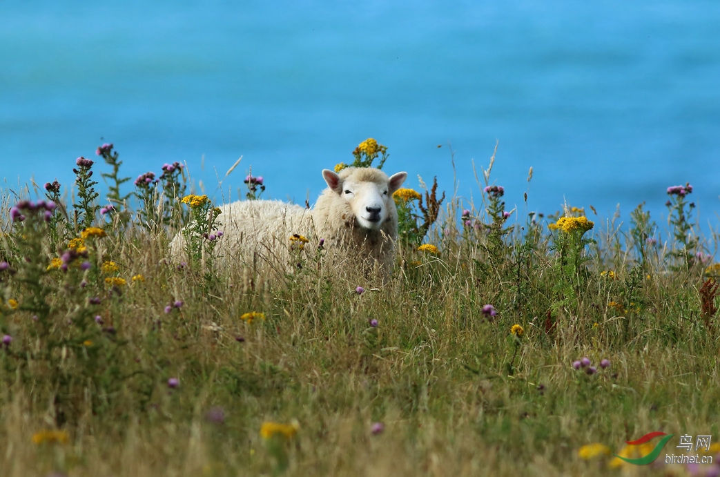 Y-sheep_����_���˺�_����.jpg