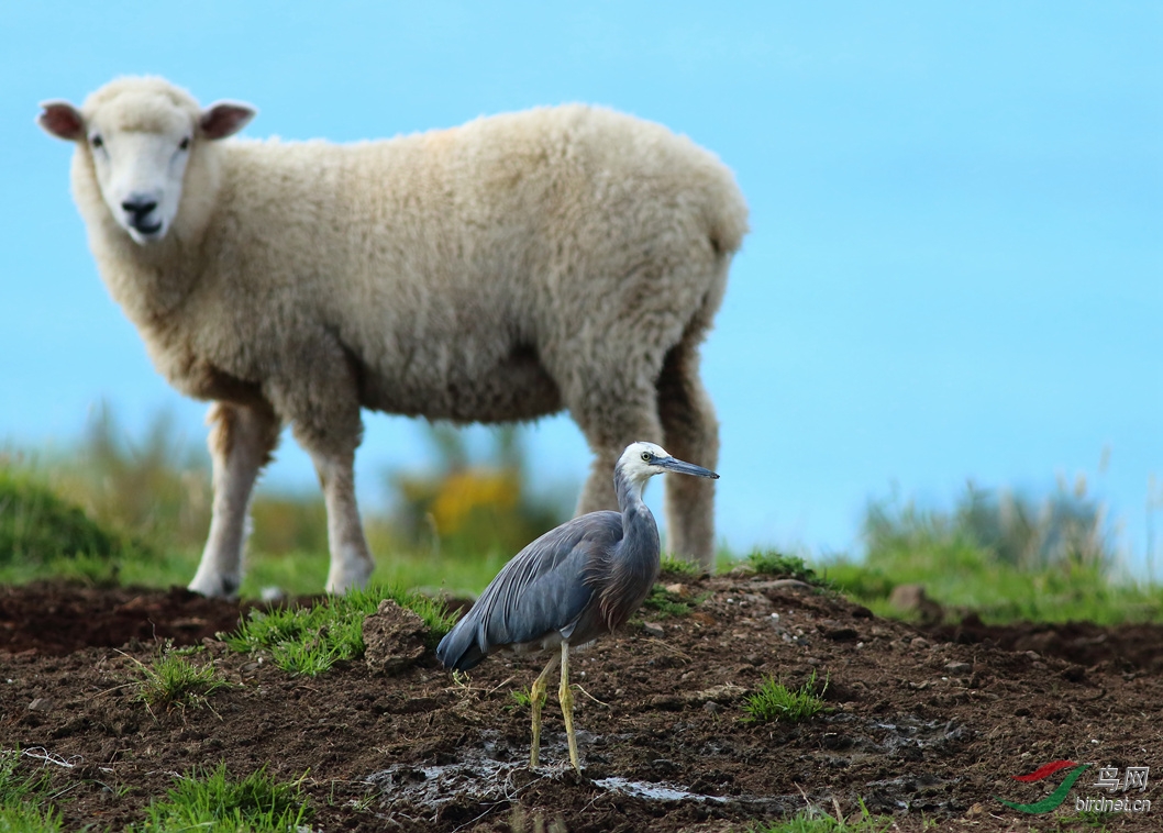 Y-white-faced heron and sheep_����_���˺�_����.jpg