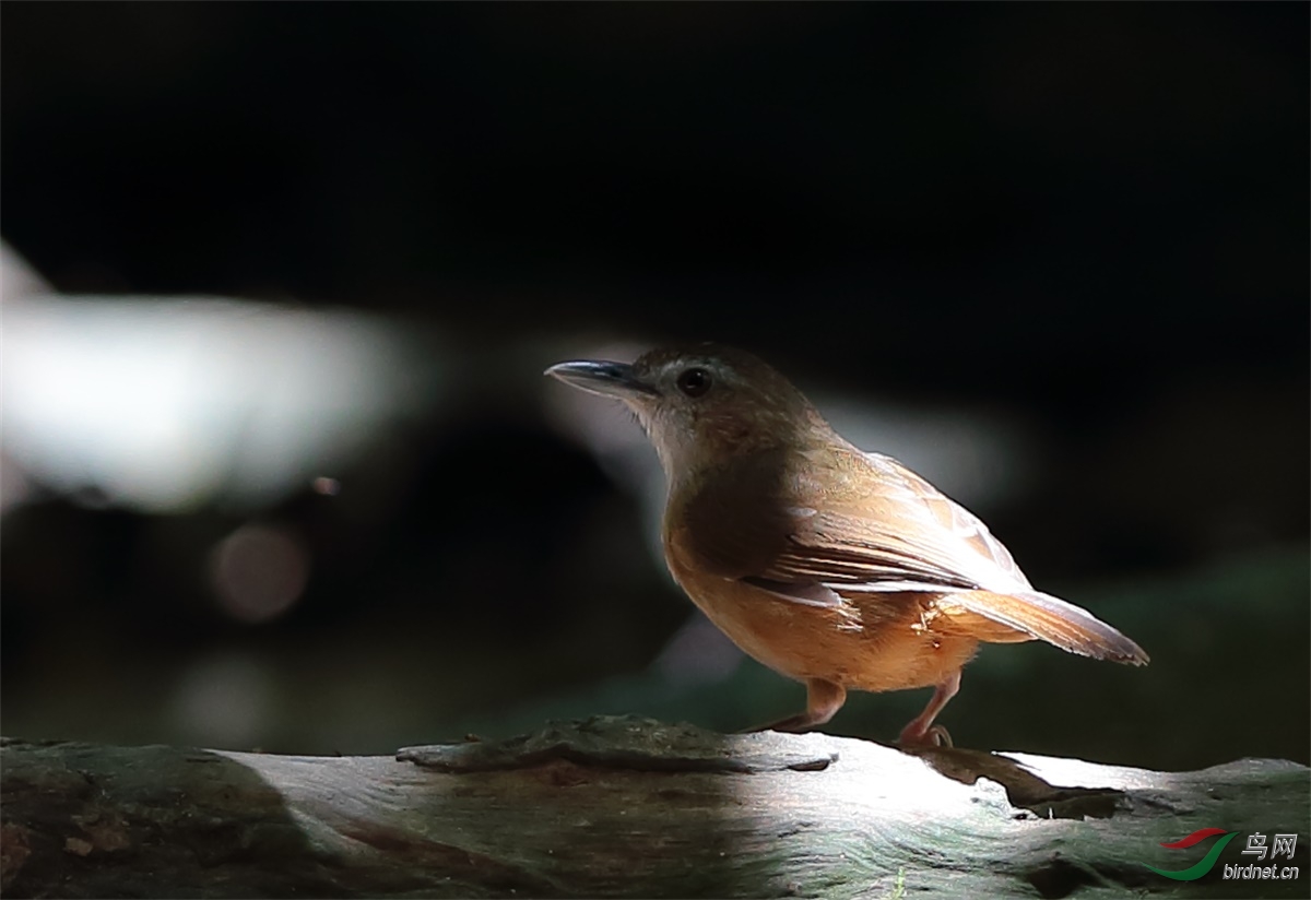 birdwatching section 69 鸟类识别 bird identification 69 泰国