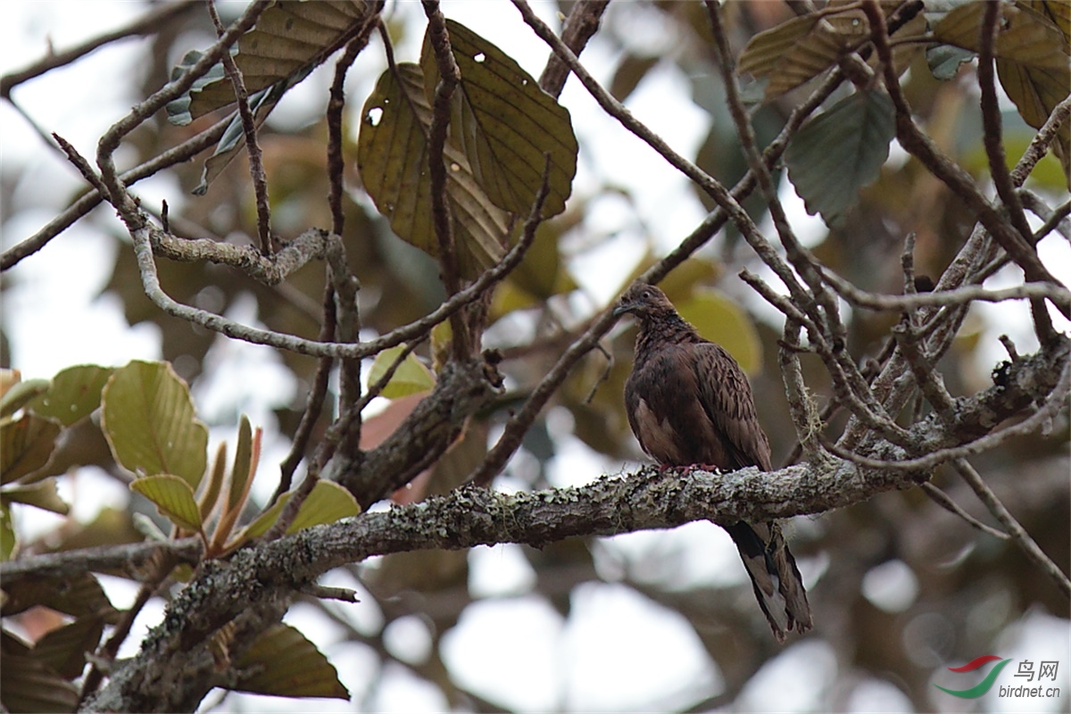 论坛 69 观鸟区 69 鸟类识别 bird identification 69 泰国的不