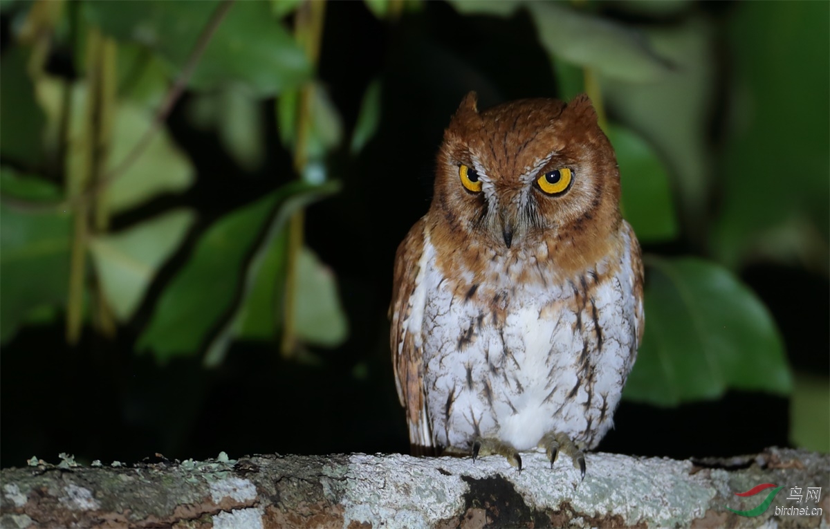 birdwatching section 69 鸟类识别 bird identification 69 泰国