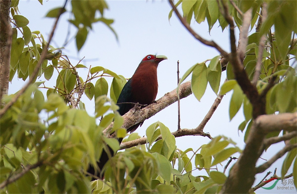 论坛 69 观鸟区 69 鸟类识别 bird identification 69 泰国的不