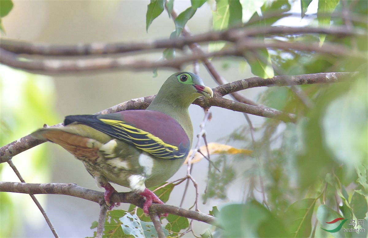 论坛 69 观鸟区 69 鸟类识别 bird identification 69 泰国的不