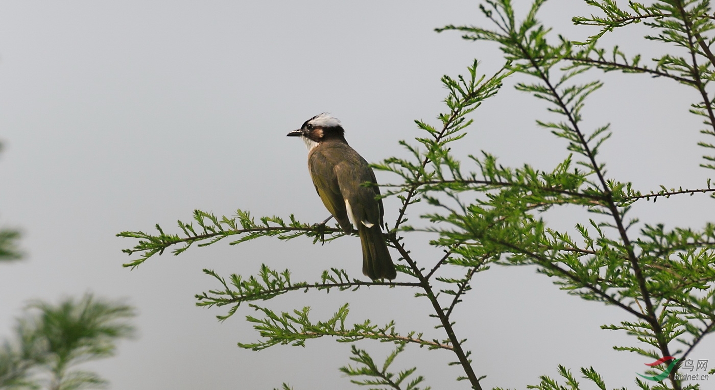 南京的菜鸟----白头鹎