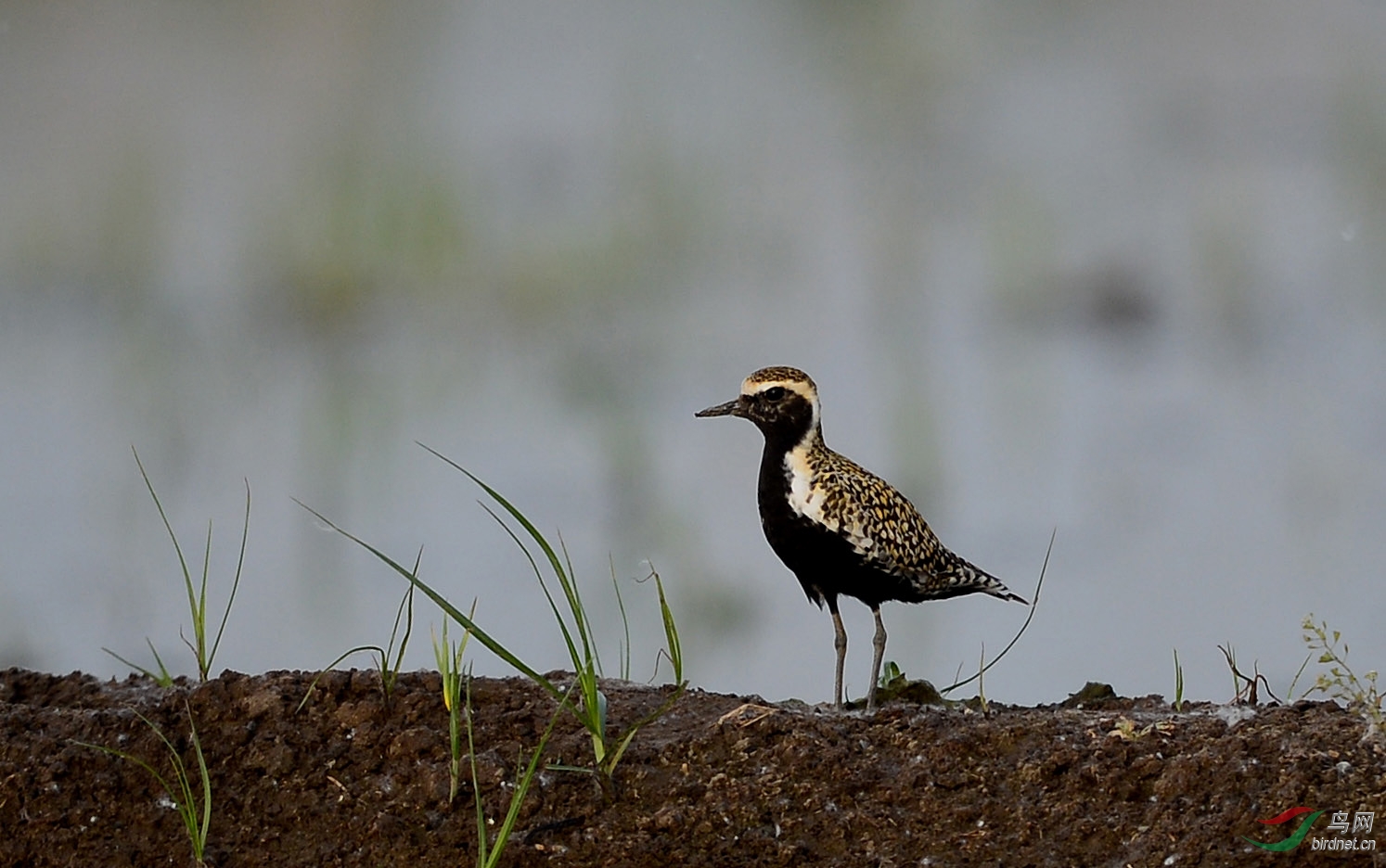 金斑鸻 - 黑龙江版 heilongjiang 鸟网