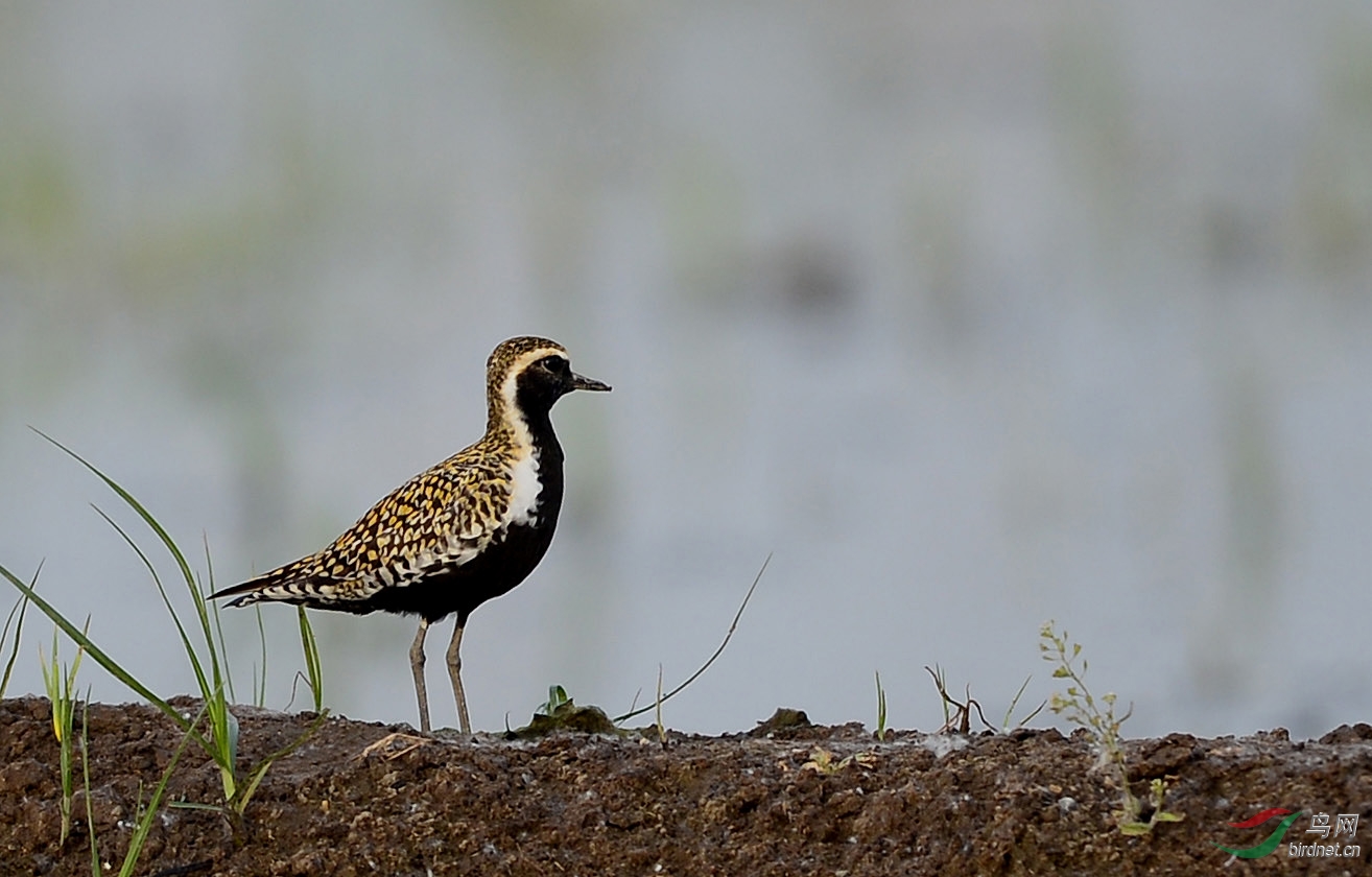 金斑鸻20150503 (2).jpg