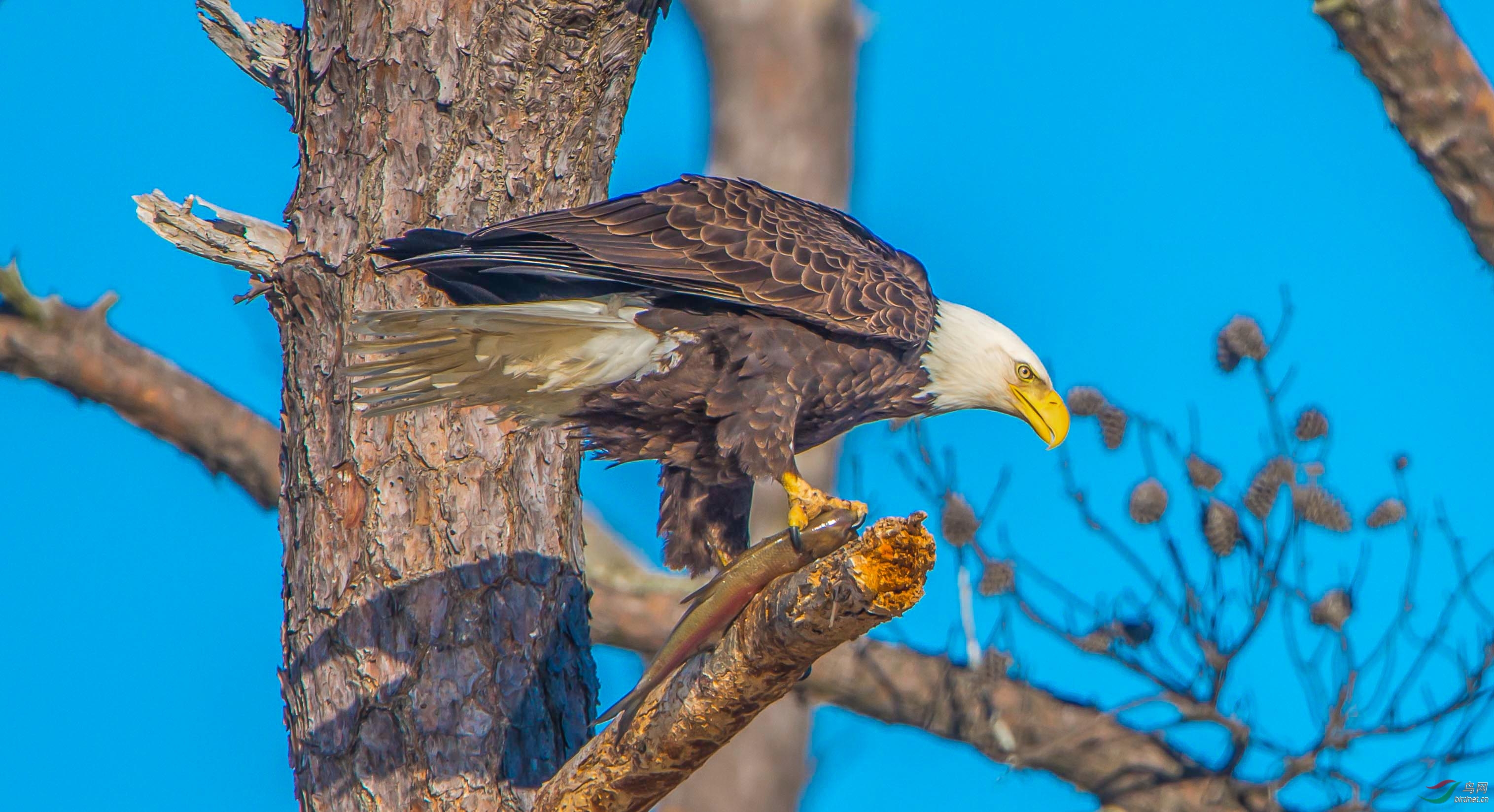 美国著名白头海雕拍摄点掠影7令人神驰的黑水533桥