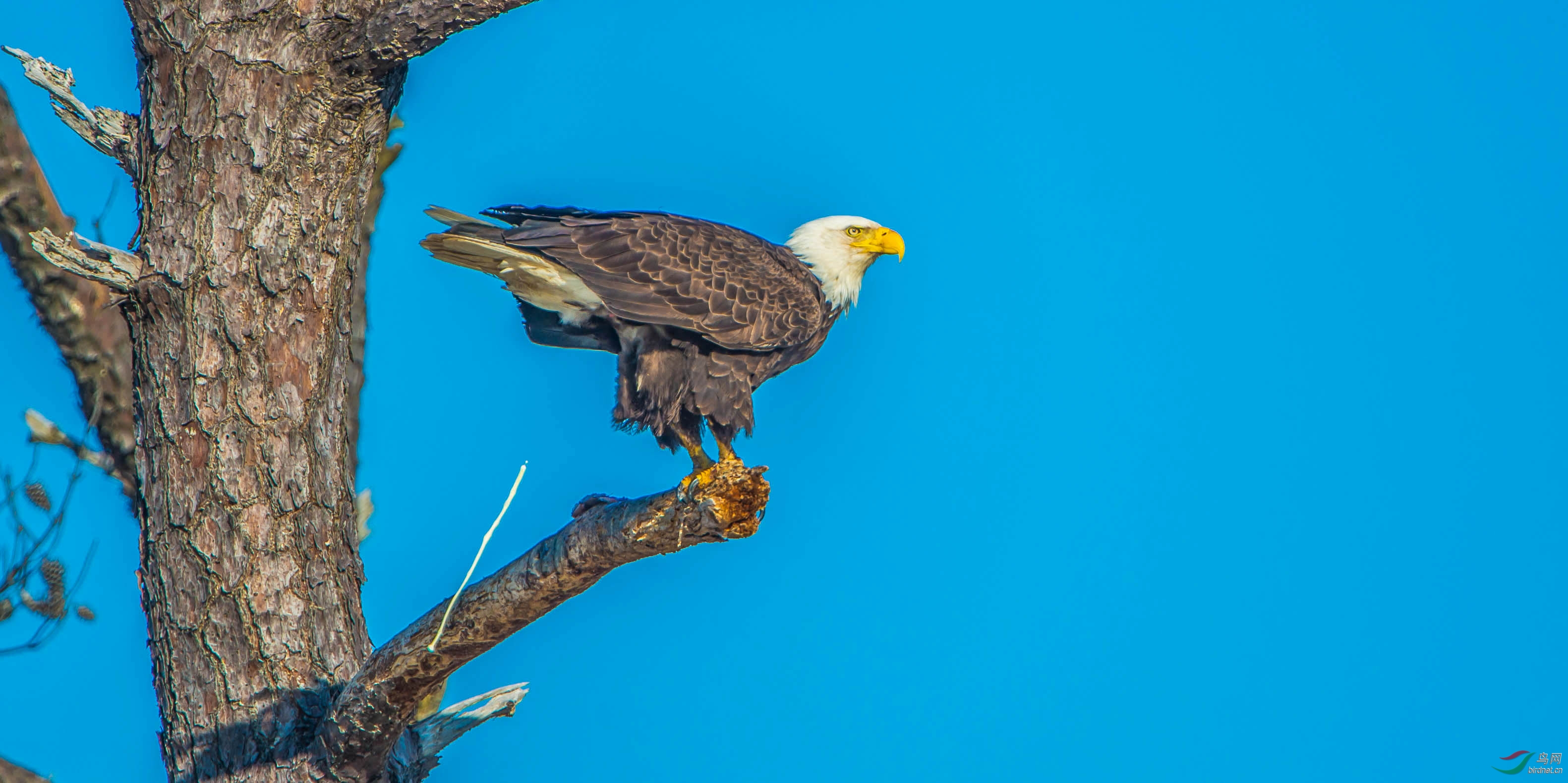 美国著名白头海雕拍摄点掠影7令人神驰的黑水533桥