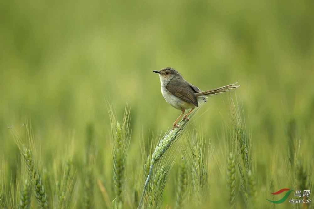 麦穗上的鹪莺 - 湖北版 hubei 鸟网