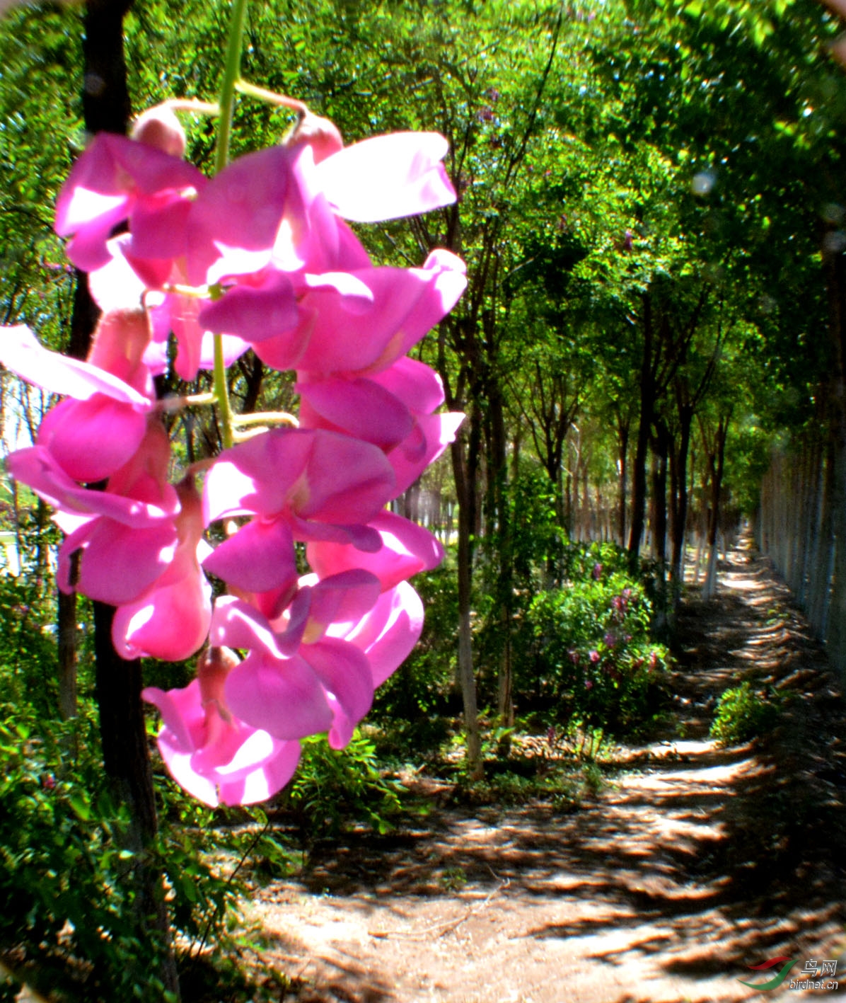 微距超景深花花草草