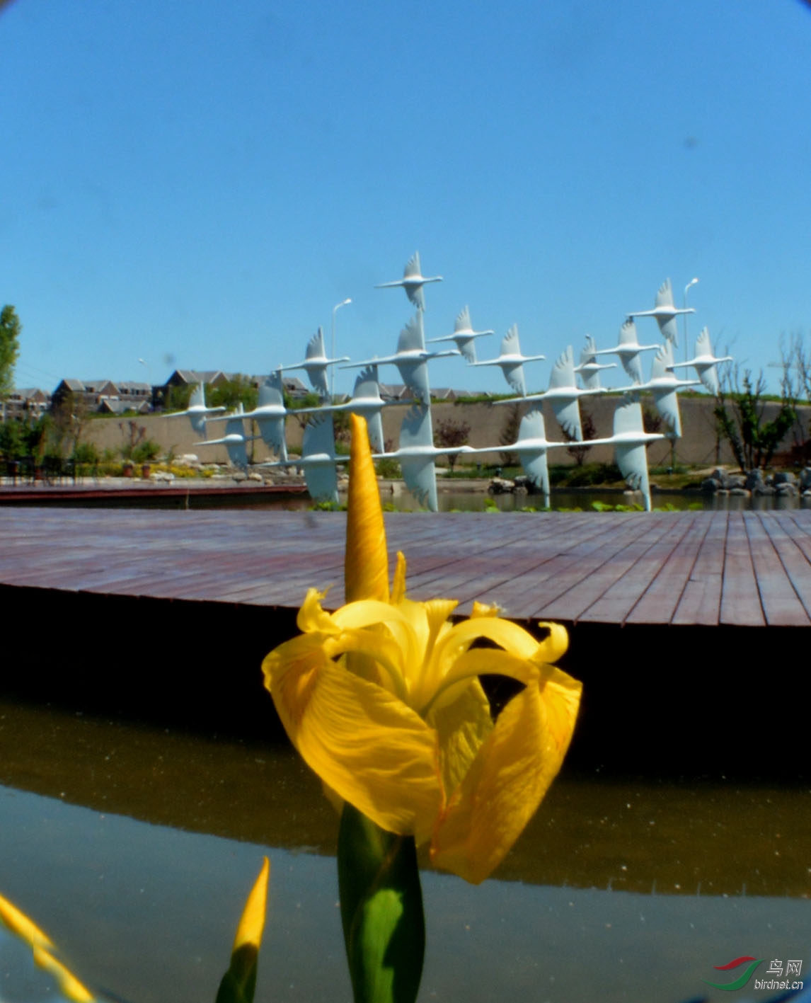 微距超景深花花草草