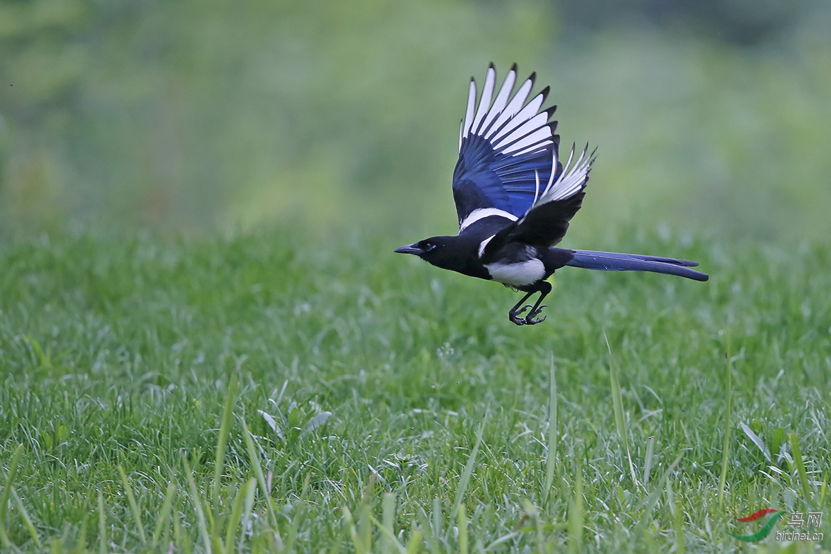 喜鹊的飞姿